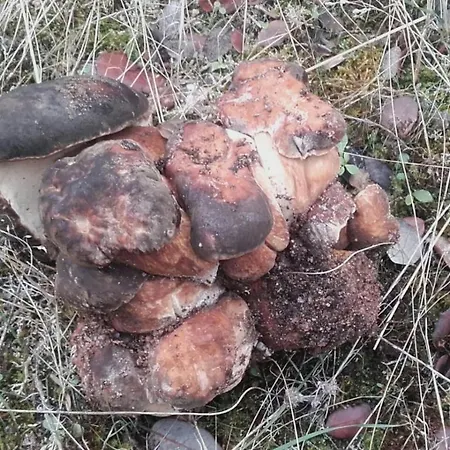 Εξοχικό σπίτι Rural - La Osa Mayor - 4 Estrellas Villasrubias