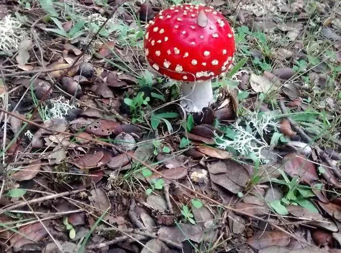 Rural - La Osa Mayor - 4 Estrellas Villasrubias