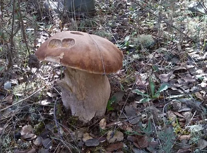 Rural - La Osa Mayor - 4 Estrellas Casa rural Villasrubias