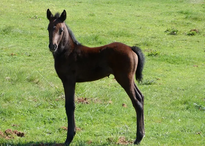 Rural - La Osa Mayor - 4 Estrellas Casa rural *