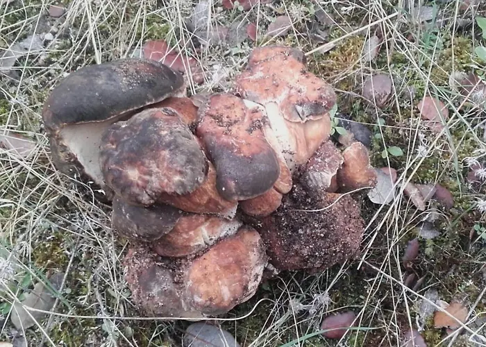 Casa rural Rural - La Osa Mayor - 4 Estrellas Villasrubias