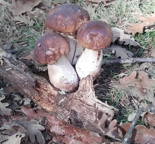 Rural - La Osa Mayor - 4 Estrellas Casa rural Villasrubias